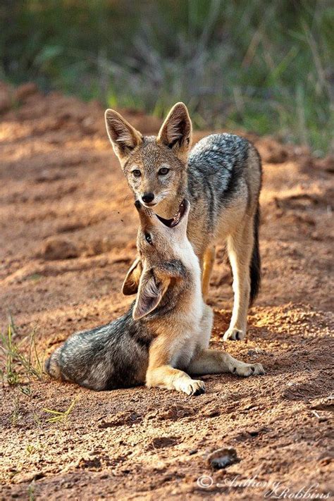 Jackal Puppies Playing | Smiles | Pinterest