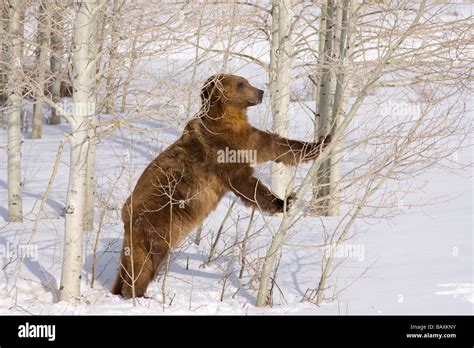 Grizzly Bear Pushing Over Aspen Tree Stock Photo Alamy