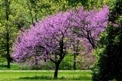 Connecticut Native Trees Benefits Selection And Care Darien Ct Patch