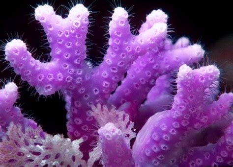 Related Image Coral Reef Plants Coral Reef Animals Coral Reef