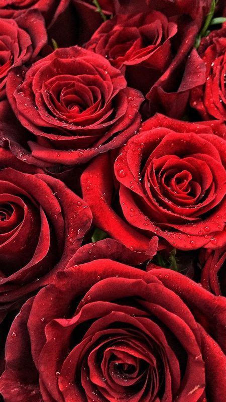 Red Rose Bouquet Wallpaper Hd