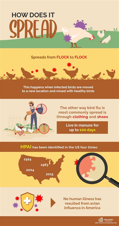 Bird Flu Symptoms In Poultry