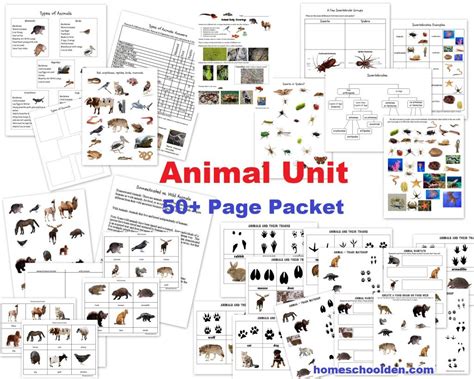 What are some examples of animals? Animal Unit: Vertebrate-Invertebrate Animals Worksheet ...