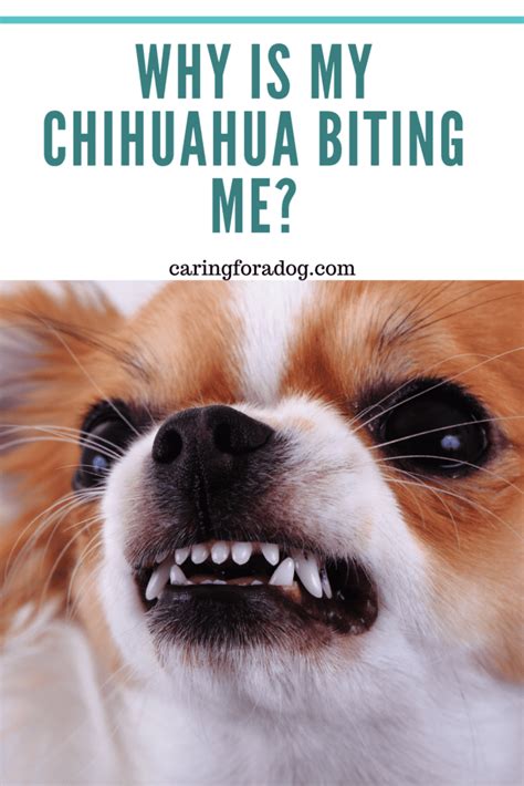 Why Do Chihuahuas Bite Their Owner Caring For A Dog