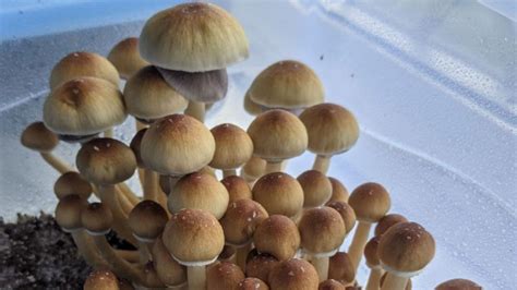 Psilocybin Mushrooms For Sale Oregon Magic Mushrooms Bend