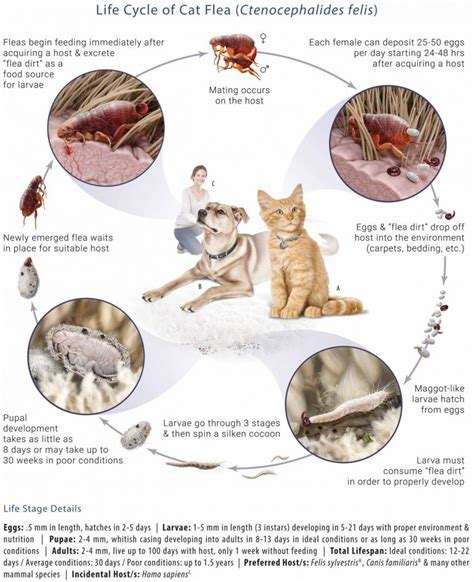 7 Tips For Getting Rid Of Fleas On Dogs