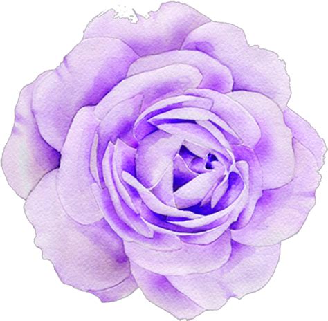 Download #purple #rose #roses #aesthetic #cute #tumblr - Flower Clipart Png Download - PikPng