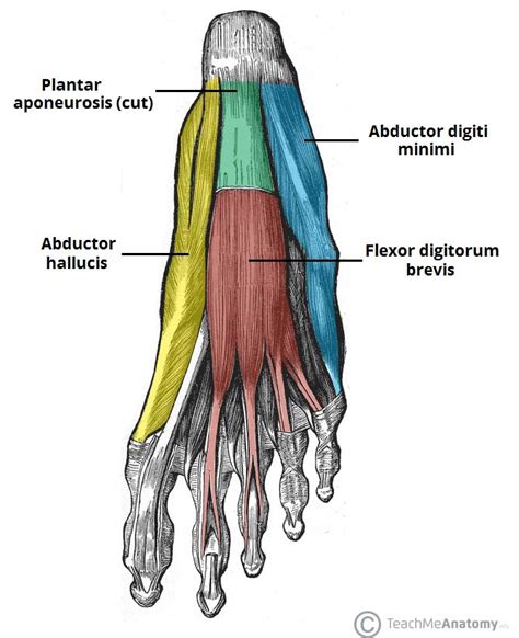 Muscles Of The Foot Dorsal Plantar TeachMeAnatomy Ankle Anatomy Foot Anatomy Gross