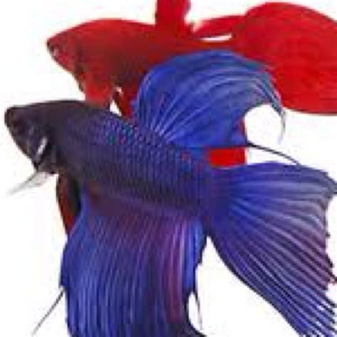 Copyrights UnknownBlue And Red Bettas Treat Bar Siamese Fighting Fish