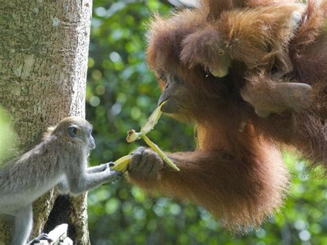 Sumatran Orangutan Species Wwf