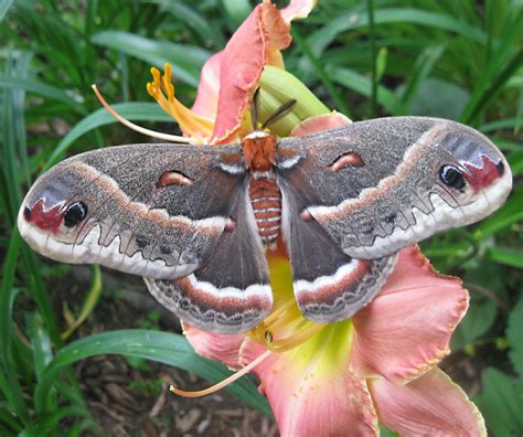 Giant Silk Moth Hyalophora Cecropia By Deb Cappello Jungledragon