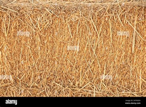 Straw Surface Reeds Texture Thatch Pack Canvas Straw Pack Texture