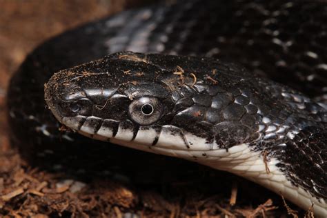 Eastern Rat Snake Pantherophis Alleghaniensis Rherpetology