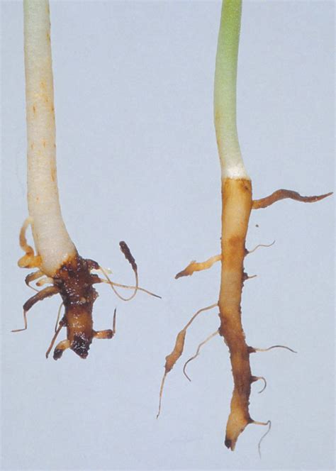 Diagnosing Rhizoctonia Bare Patch In Grain Legumes Agriculture And Food
