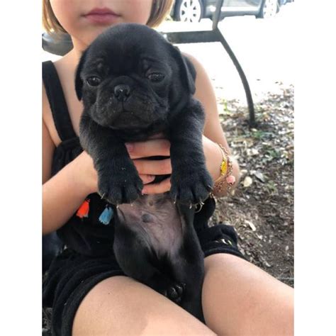 Houston, tx (hou) killeen / temple / ft hood (grk) lake charles, la (lkc). 2 black baby Pug puppies for sale in Houston, Texas - Puppies for Sale Near Me