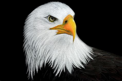 Eagle Drawing Color Pencil