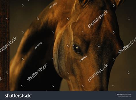 Portrait Golden Bay Akhal Teke Stallion Stock Photo Edit Now 1284826396