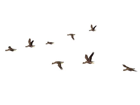 Flying Flock Of Birds Png Imagen Png Mart