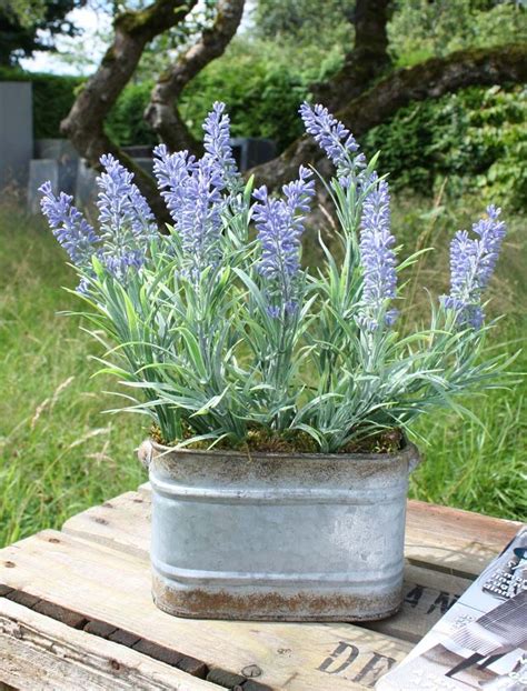 Lavender Lavanda Container Plants Container Gardening Galvanized