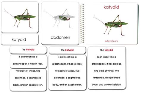 Parts Of The Katydid Book And Card Set Maitri Learning Card Set