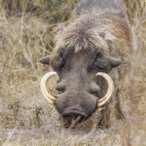 Common Warthog In Kruger National Park South Africa Stock Photo