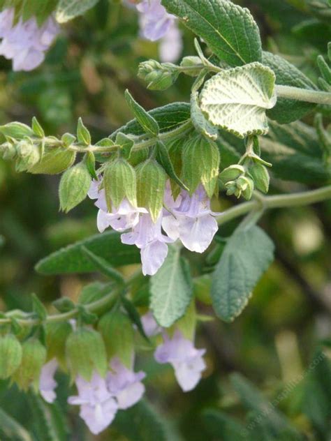 Our handy calendar showing you when to plant veges and flowers in your region, including harvest dates. Drought Tolerant Plants for California Bay area garden.