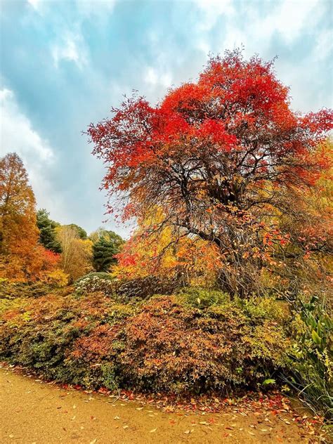 Autumn Colours Tree Stock Photo Image Of Richmond London 240933894