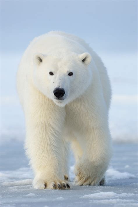 Polar Bear Photo Tour Alaska Polar Bear Photography