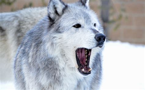 Download Wallpaper 3840x2400 Wolf Predator Jaws Fangs Animal 4k
