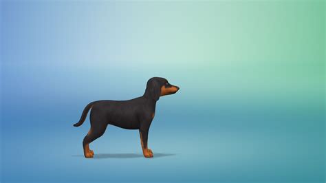 Bowlofpixels The Sims 4 Cap Dog Breeds And Presets Dachshund