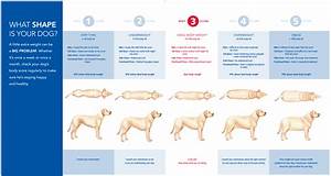 Canine Obesity A Growing Epidemic The National Canine Cancer Foundation