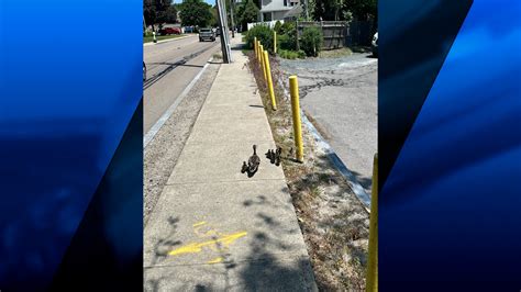 Franklin Police Officers Rescue 8 Ducklings From Storm Drain Abc6