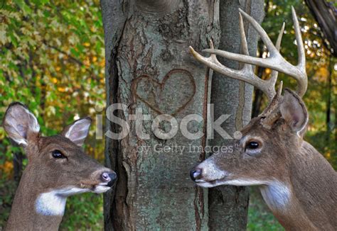 Deer With Heart Carved On Tree Stock Photo Royalty Free Freeimages