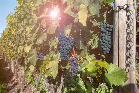 Free Images Nature Read Grape Vine Vineyard Vintage Fruit