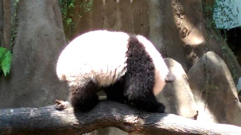 Panda at Zoo Negra Kuala Lumpur Malaysia  YouTube