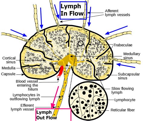 Lymph Nodes Causes Of Swollen Lymph Nodes In Neck Groin Armpit