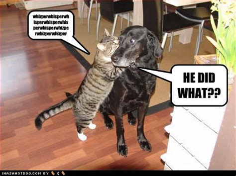 Funny Animals Zone Funny Cats And Dogs With Captions