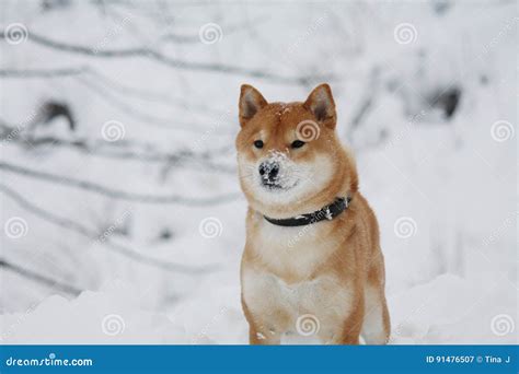 Shiba Inu Dog Playing In The Snow Stock Image Image Of Norwegian