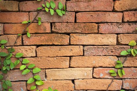 Green Creeper Plant On A Brick Wall Stock Photo Image Of Garden