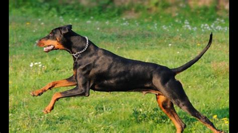 These Are The 20 Best Guard Dog Breeds