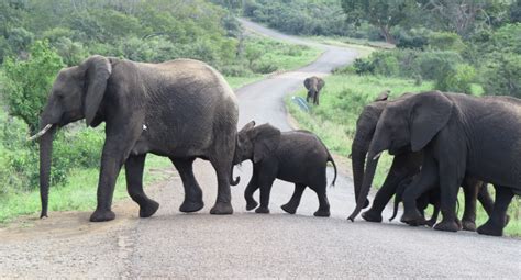 Elephant Protecting Babies Hluhluwe Leopard Walk Lodge Hluhluwe