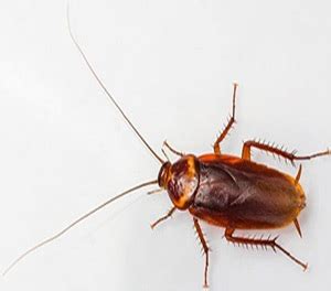 Snap traps are typically used with some form of. Cockroaches - Dewey Pest Control