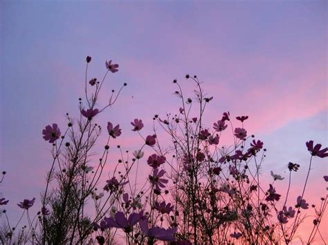 The flat is the work of antiques dealer and interior designer max rollitt who found the bird pictures hung above. Image about tumblr in pink aesthetic by Ash_ on We Heart It | Beautiful photography nature