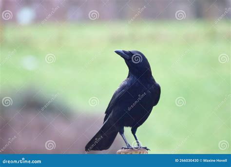 Crow Posing On A Post Stock Photo Image Of Crow Britishwildlife