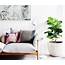 30 Times An Indoor Plant Added Magic To Interior