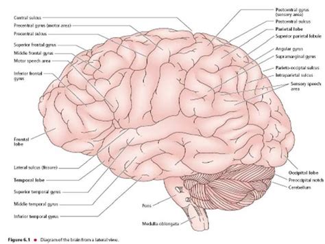 Pengertian Fungsi Dan Bagian Bagian Otak Manusia Alvers Indonesia