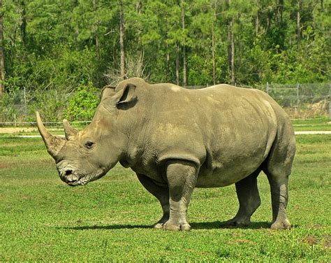 Rhino Profile Photograph By Mtbobbins Photography