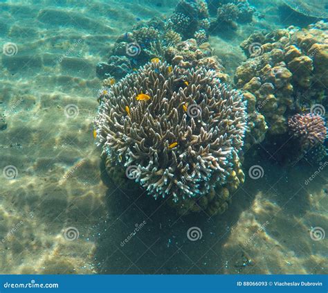 Coral Reef With Tropical Fish Underwater Landscape With Yellow Fishes