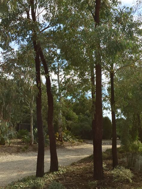 A name given in australia to certain species of eucalyptus (q.v.), and particularly eucalyptus siderophloia, on account of the extreme hardness of the bark. Red Ironbark - Eucalyptus sideroxylon 'Rosea' - Royal ...