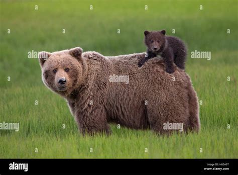 Grizzly Bear Ursus Arctos Horribilis Cub On Mothers Back Lake Clark